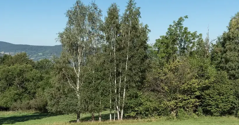 Ruwe berken in een open landschap