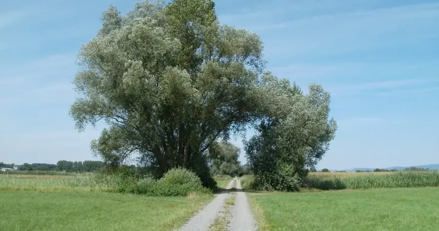 Schietwilg langs een pad