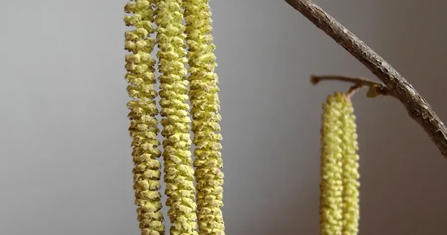 Hazelaarkatjes, vaak de eerste pollen van het jaar