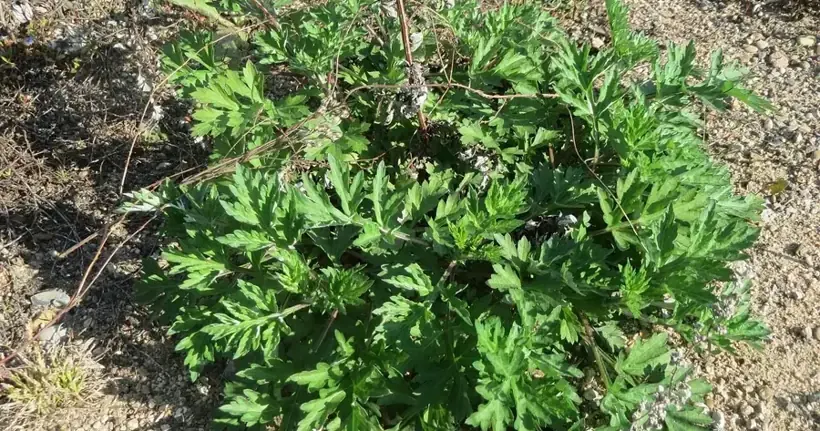 Bijvoet op schrale, verstoorde grond