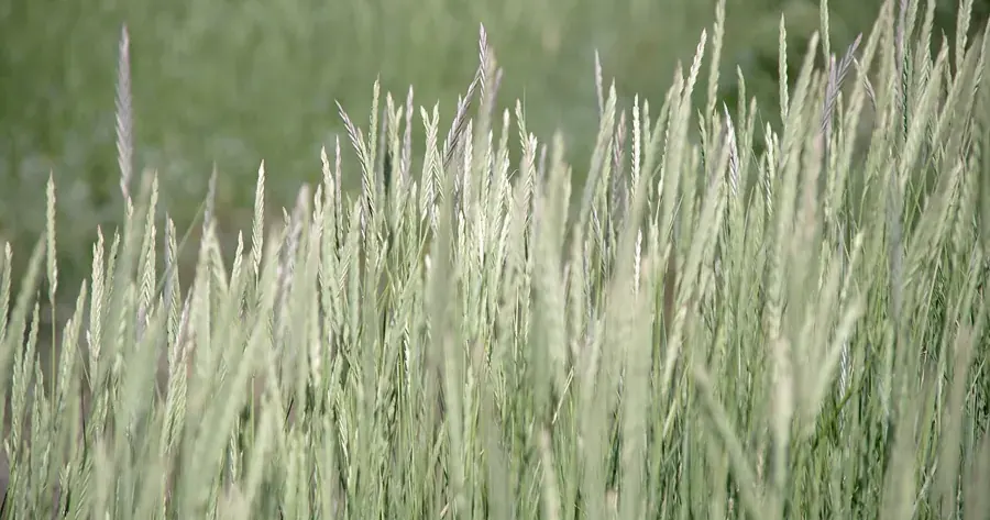 Bloeiend gras in een ongemaaide berm